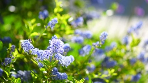 Ceanothus Shrub blooming in summer garden, close up. California lilac flowers Stock Footage 343737356