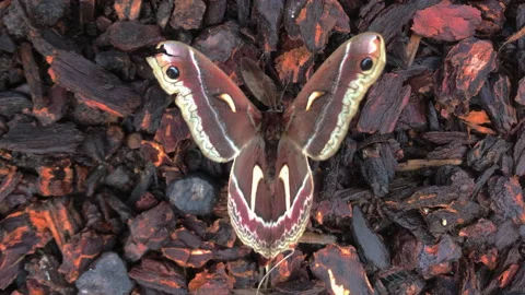 Ceanothus Silk Moth (Hyalophora euryalus) opening its wings Video stock 130455346