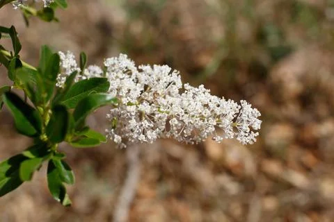 CEANOTHUS SPINOSUS BLOOM Stock Photos