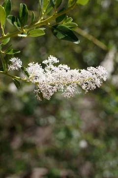CEANOTHUS SPINOSUS BLOOM Stock Photos