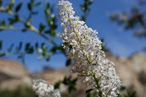 CEANOTHUS SPINOSUS BLOOM Stock Photos