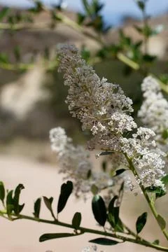 CEANOTHUS SPINOSUS BLOOM Stock Photos