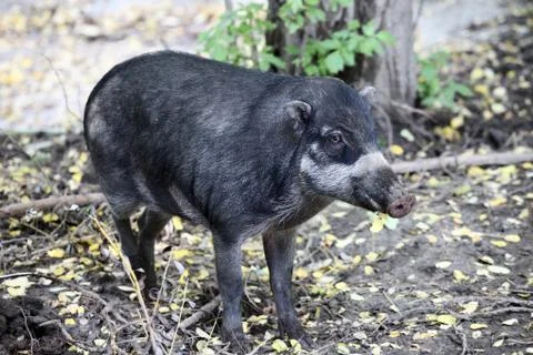 Cebu pig Stock Photos
