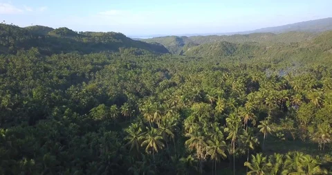 Cebu tropical forest Vidéo 89601570