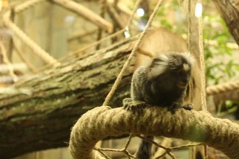 Cebuella pygmaea monkey sitting on a tree branch looking right Stock Photos