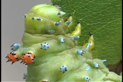 Cecropia caterpillar feeding Stock Footage 9354780