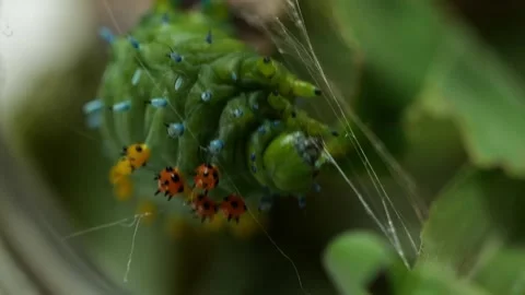 A Cecropia Moth Catepillar Starting to Build Its Cocoon Stock Footage 283530239