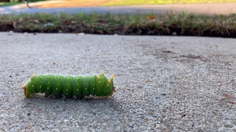 Cecropia Moth caterpillar Stock Footage 116998656