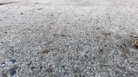 Cecropia moth caterpillar Stock Footage 116998759