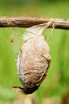 Cecropia moth cocoon Stock Photos