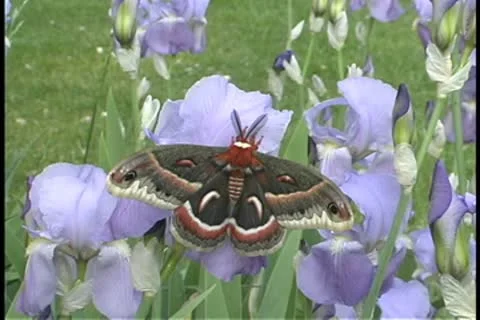Cecropia moth on iris Stock Footage 9355544