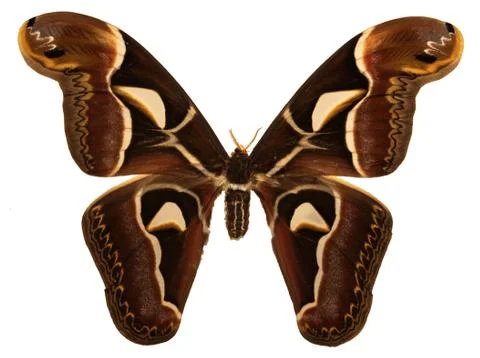 Cecropia moth Stock Photos