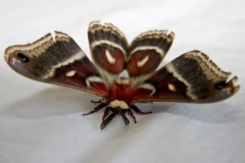The Cecropia Moth Stock Photos