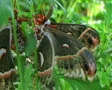 Cecropia Moths Mating 02 SD Footage