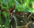 Cecropia Moths Mating 03 SD Footage