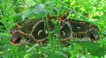 Cecropia Moths Mating HD Footage