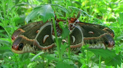 Cecropia Moths Mating 動画素材 603660