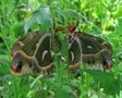 Cecropia Moths Mating SD Footage