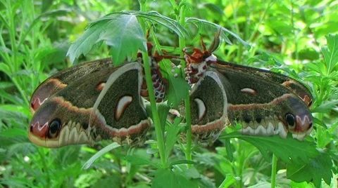 Cecropia Moths Mating Stock Footage 8583123