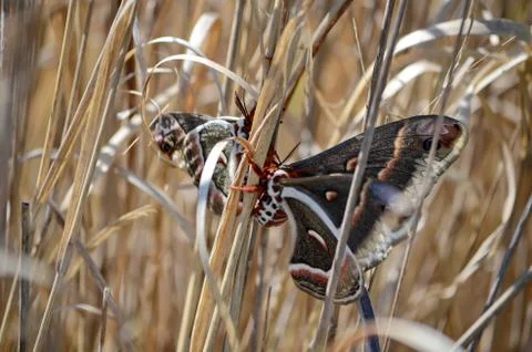 Cecropia moths mating in the wild. Stock Photos