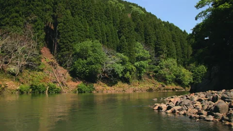 Cedar and Cypress Forest Framing the Hozu River - Kyoto, Japan Stock Footage 336830117
