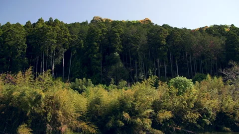 Cedar and Cypress Sugi Forest Along the Hozu River - Kyoto, Japan Stock Footage 336829987