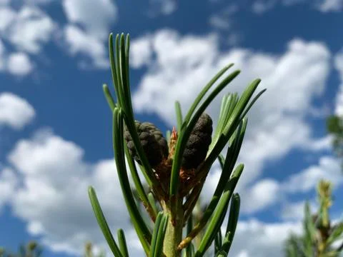 Cedar and sky Stock Photos