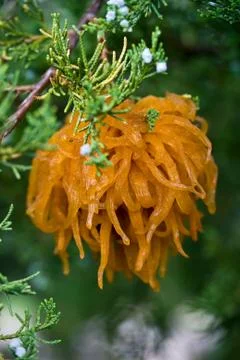 Cedar Apple Rust Fungus Stock Photos
