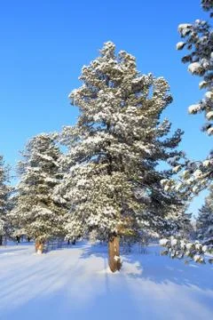 Cedar on a background of blue sky in winter Fotos de archivo