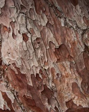 Cedar bark, close-up, background Stock Photos
