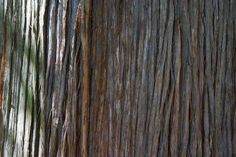 Cedar bark Stock Photos