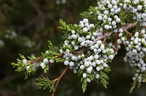 Cedar Berries Stock Photos