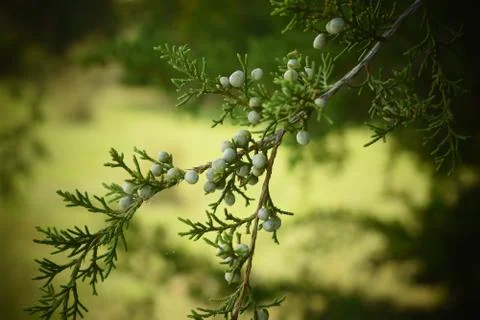 Cedar Berries Stock Photos