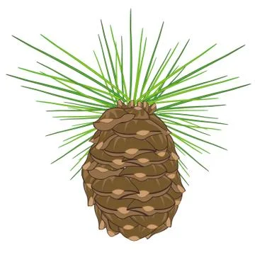 Cedar big shot Stock Illustration