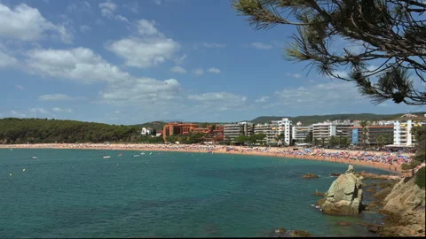 A cedar branch against the backdrop of a beautiful beach Stock Footage 248792405