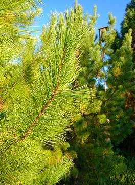 A cedar branch against the background of another cedar and a birdhouse Stock Photos