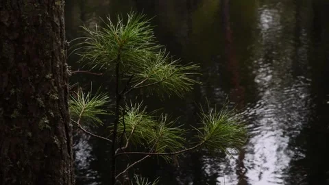 Cedar branch against black river water Stock-Footage 280689232