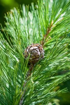 Cedar branch with cedar cone Stock Photos