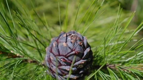 Cedar branch with a cone in forest on sunny summer day. closeup. selective focus Stock Footage 231865672
