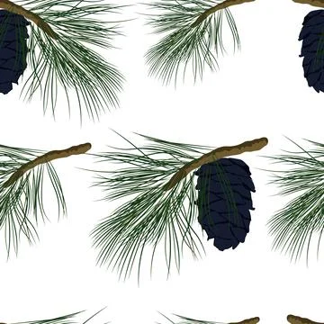 Cedar branch with a cone Stock Illustration