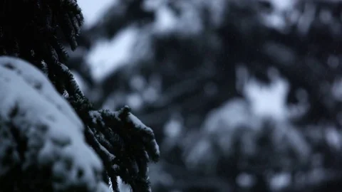 Cedar branch covered in snow during winter Stock Footage 83865299