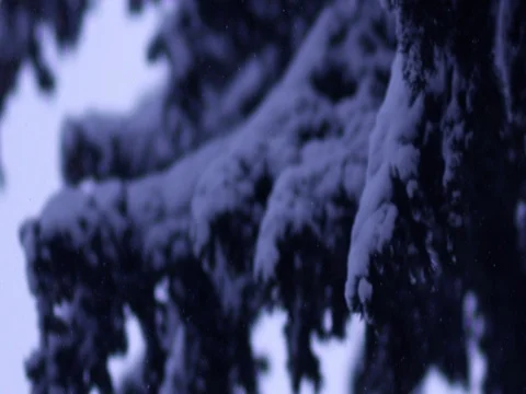 Cedar branch covered in snow during winter Stock Footage 83865994