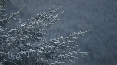Cedar branch covered in snow during winter Stock Footage 83866370