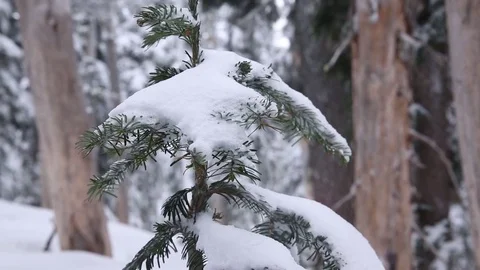 Cedar branch covered in snow during winter Stock Footage 83866522