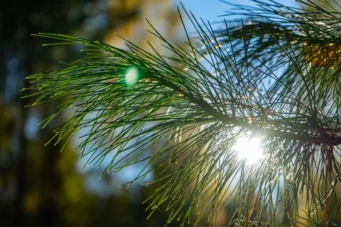 Cedar branch in the rays of the sun. Coniferous branch in soft focus Stock Photos