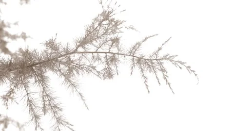 A cedar branch sways in with strong wind Stock Footage 285709911