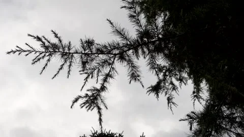 A cedar branch sways in the strong wind Stock Footage 285789837
