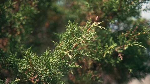 Cedar branch sways in the wind, close-up. Mediterranean flora Stock Footage 132478973