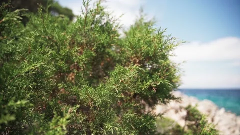 Cedar branch sways in the wind on the seashore close-up. Mediterranean flora Stock-Footage 132479024