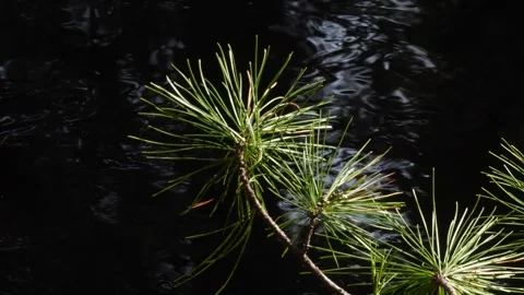 Cedar branch. Water flows on the background Video stock 269506569